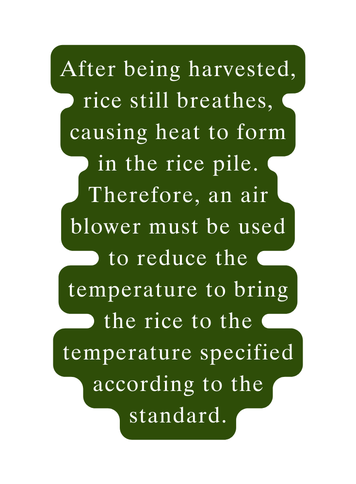 After being harvested rice still breathes causing heat to form in the rice pile Therefore an air blower must be used to reduce the temperature to bring the rice to the temperature specified according to the standard