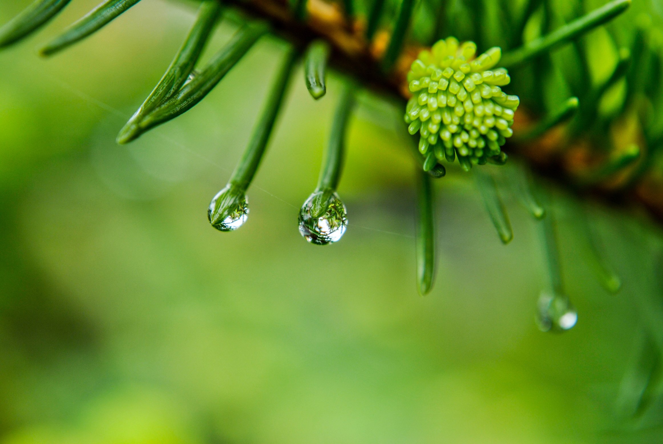 A Drop Of, Rain, Drop Of Rain, After The Rain, Macro