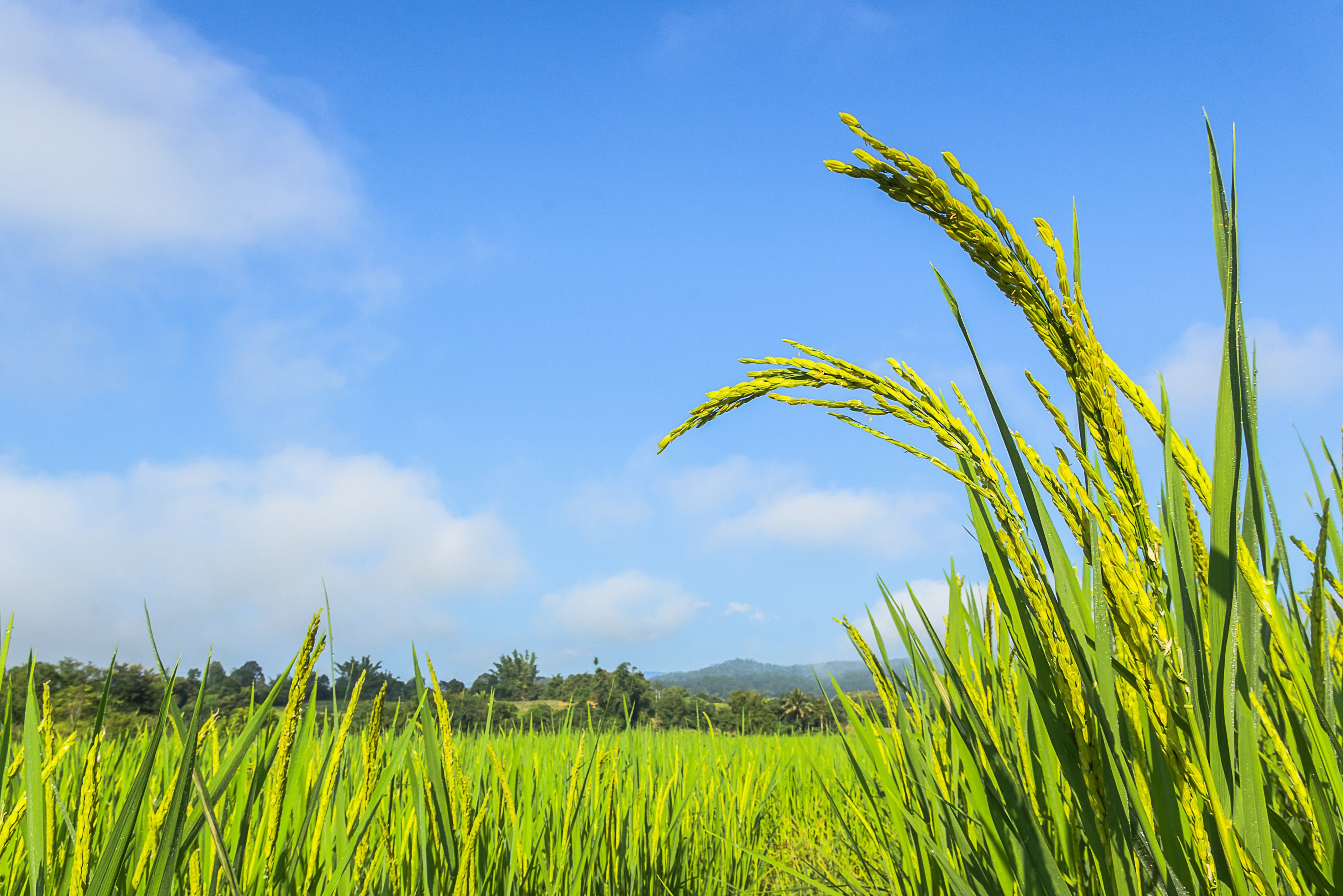 Paddy field